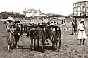 St_Margarets_School_Beach_and_Donkeys